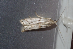 Glyptoteles leucacrinella
