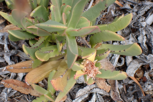Carpobrotus mellei, photograph 5