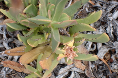 (c) Karen Eichholz, some rights reserved (CC BY) Carpobrotus mellei, photograph (c) Karen Eichholz, some rights reserved (CC BY)