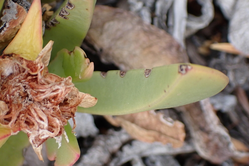 Carpobrotus mellei, photograph 6