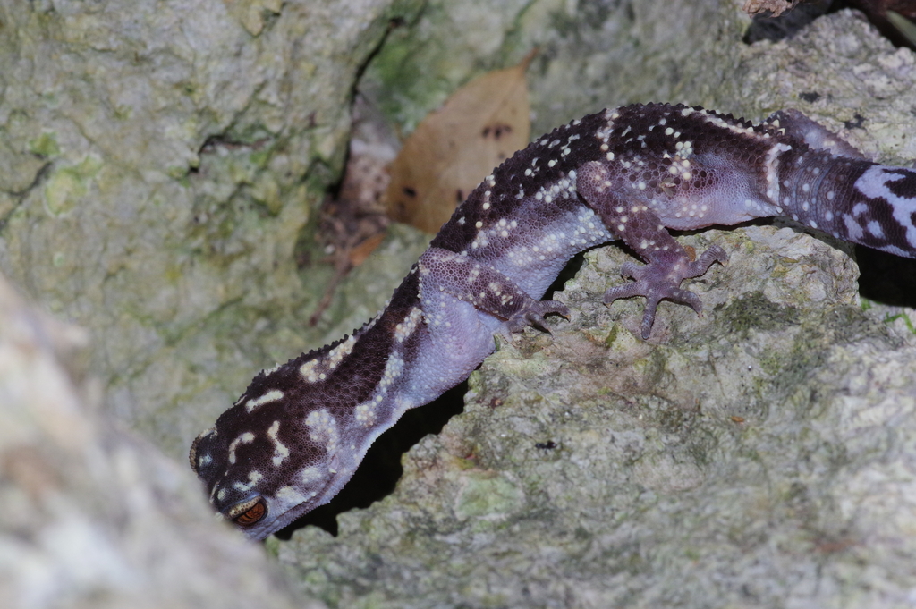Kuroiwa's Ground Gecko