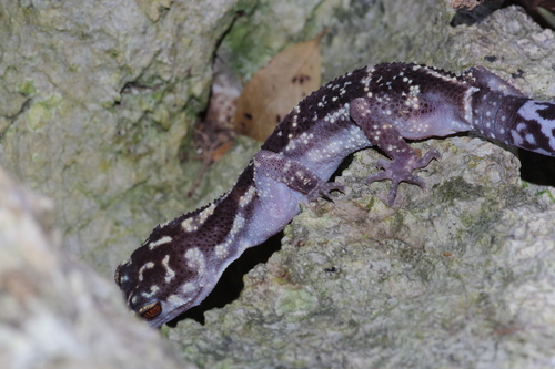 Kuroiwa's Ground Gecko
