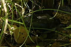 Cuora amboinensis kamaroma