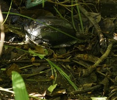 Cuora amboinensis kamaroma