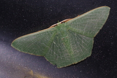 Thalassodes intaminata