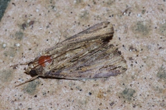 Ercheia dubia