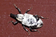Hesychobius vossi