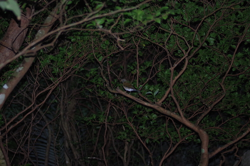 Pale Thrush (Turdus pallidus), photo 10