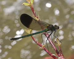 Calopteryx aequabilis