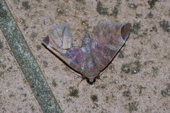 Pindara illibata