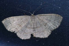 Scopula plumbearia