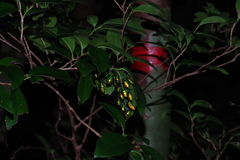 Calliphara excellens