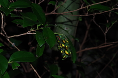 Calliphara excellens