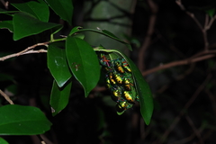 Calliphara excellens