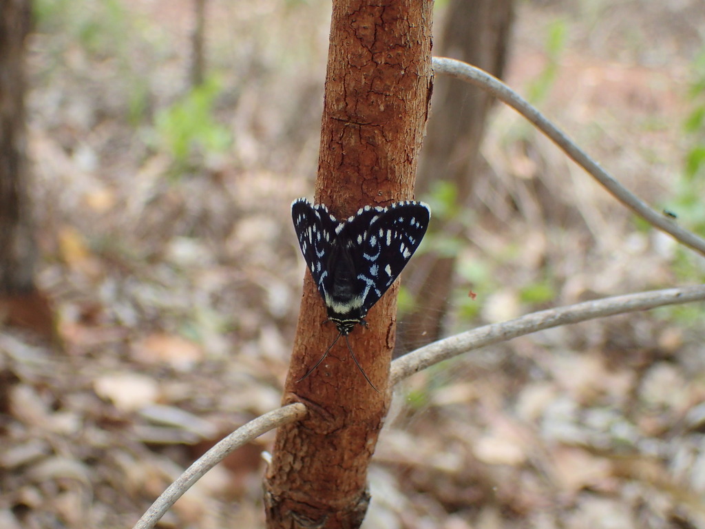 Idalima leonora