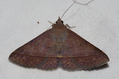 Hypospila bolinoides