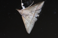 Hypospila bolinoides