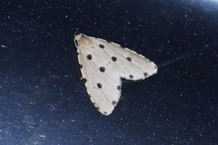 Metaemene atrigutta maculata