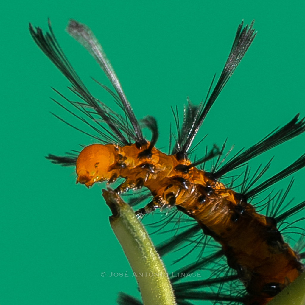 Euchromiina