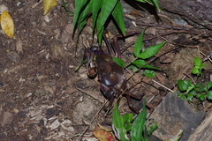 Geothelphusa tenuimanus