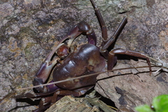 Geothelphusa tenuimanus