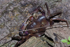 Geothelphusa tenuimanus