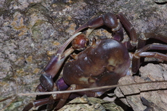 Geothelphusa tenuimanus