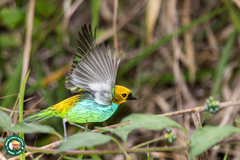 Tangara cyanoventris
