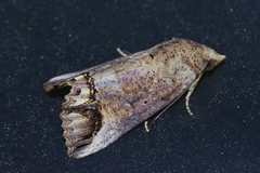 Hypocala biarcuata