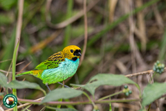 Tangara cyanoventris