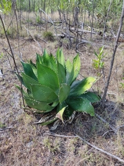 Agave bovicornuta