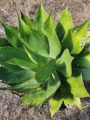 Agave bovicornuta