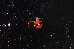 Sphaeroderma quadrimaculatum