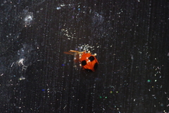 Sphaeroderma quadrimaculatum