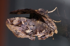 Lacera procellosa