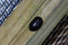 Perisphaerus pygmaeus