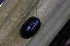 Perisphaerus pygmaeus