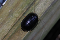 Perisphaerus pygmaeus