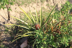 Ananas comosus bracteatus