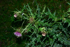 Cirsium tatakaense