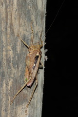 Balboana tibialis