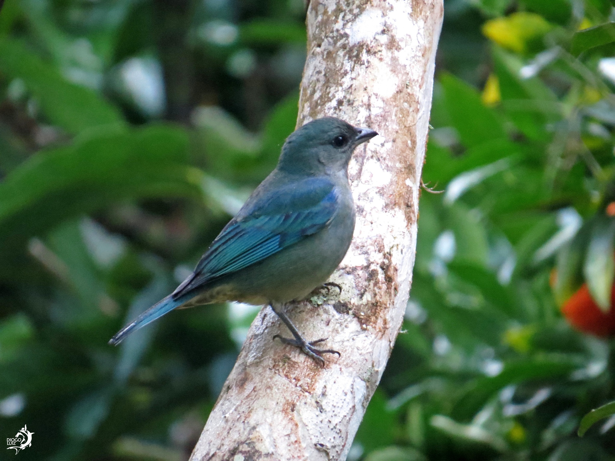 azure-shouldered tanager, sanhaço-de-encontro-azul, tangara à épaulettes bleues, tangara cianóptera