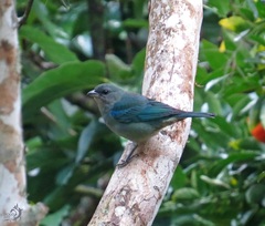 Thraupis cyanoptera