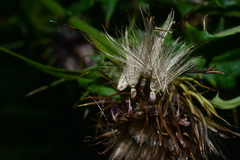 Cirsium tatakaense