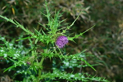 Cirsium tatakaense