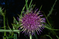Cirsium tatakaense