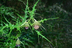 Cirsium tatakaense