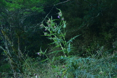 Cirsium tatakaense