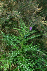 Cirsium tatakaense