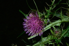 Cirsium tatakaense